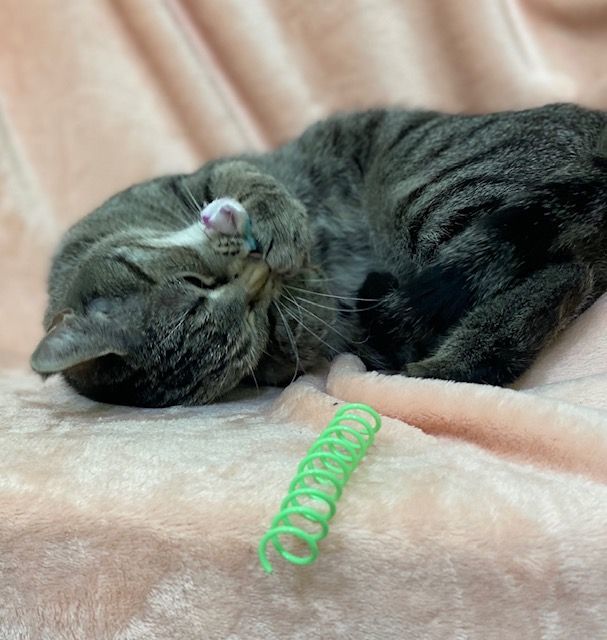 Kayleigh, a Adoptable Tabby in Charlotte, NC image 2/2