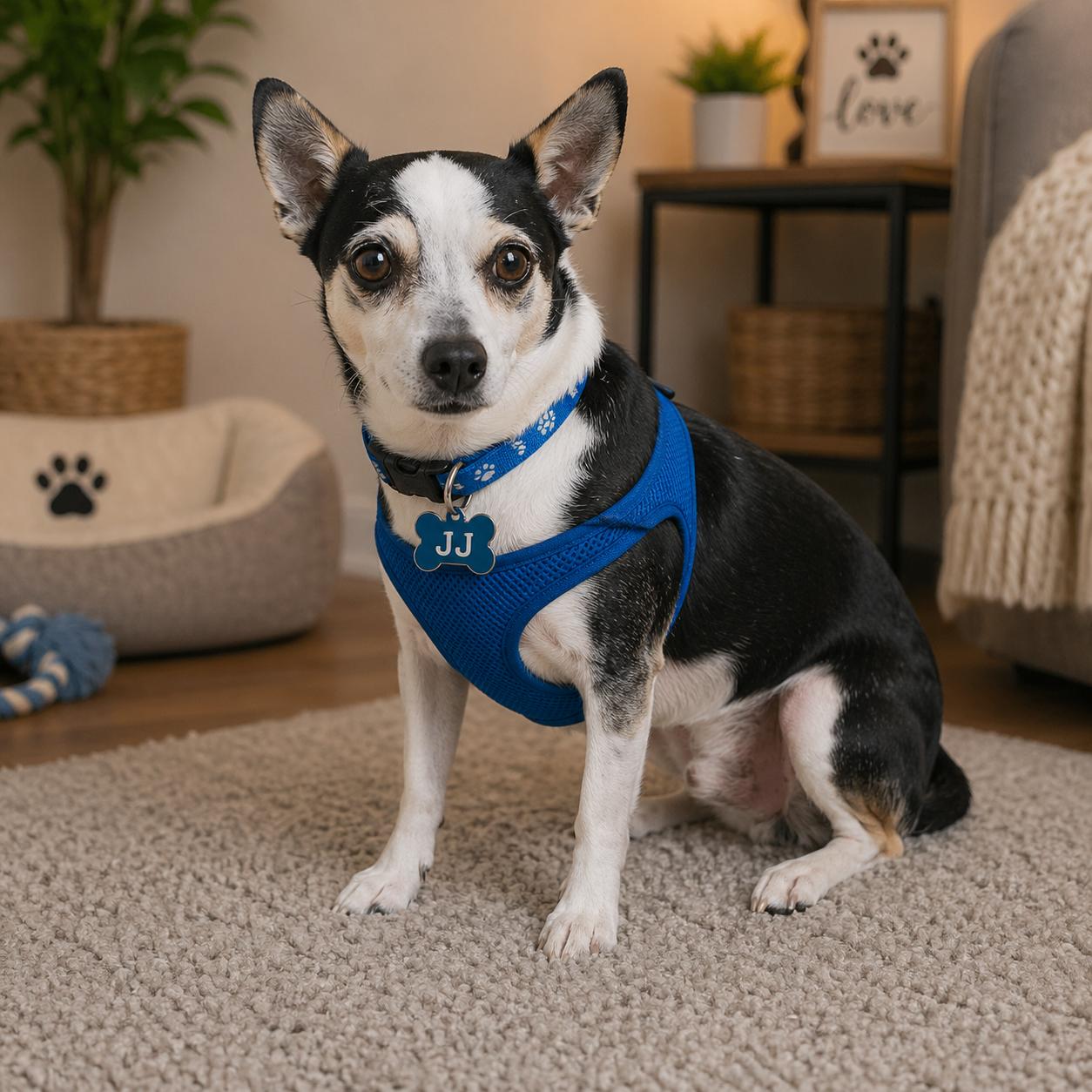 Enlarge JJ, a Adoptable mixed breed in Grand Prairie, TX image 3/3