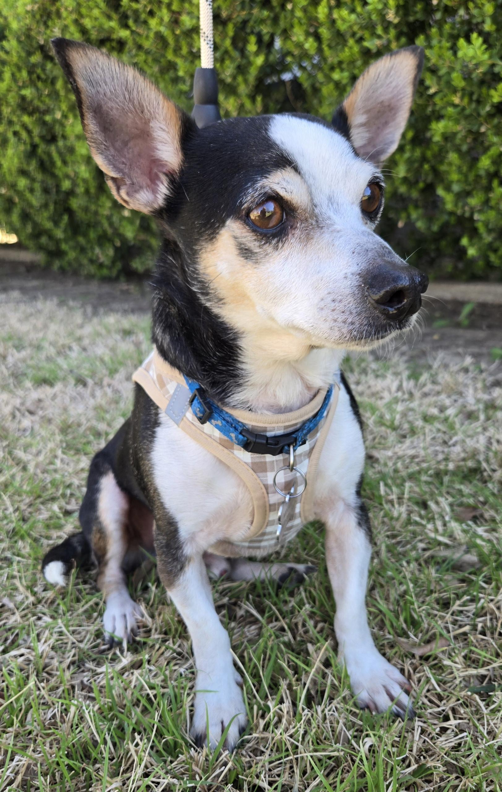 JJ, Adoptable, Adult Male Chihuahua & Rat Terrier.
