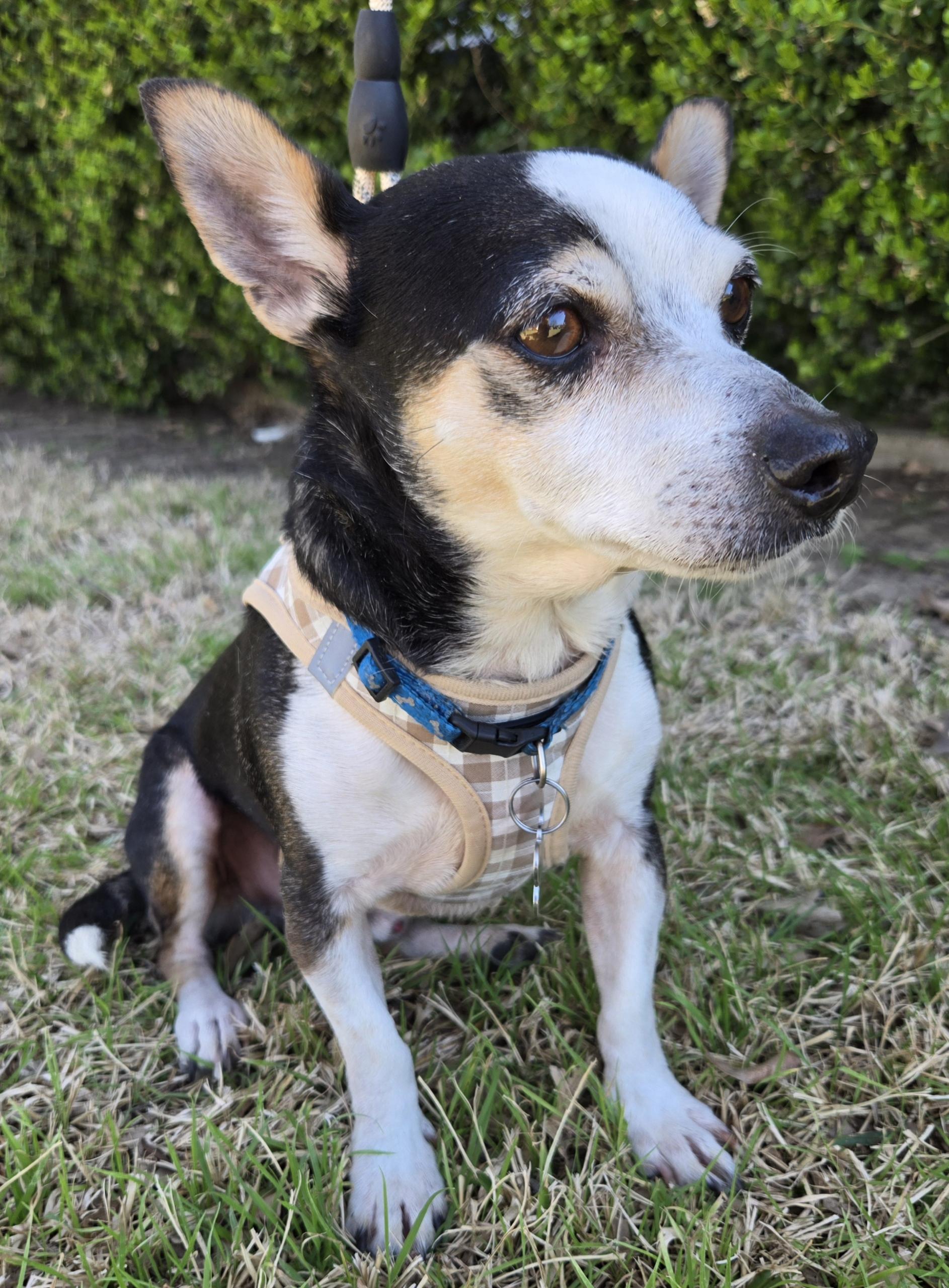 JJ, a Adoptable mixed breed in Grand Prairie, TX image 3/5