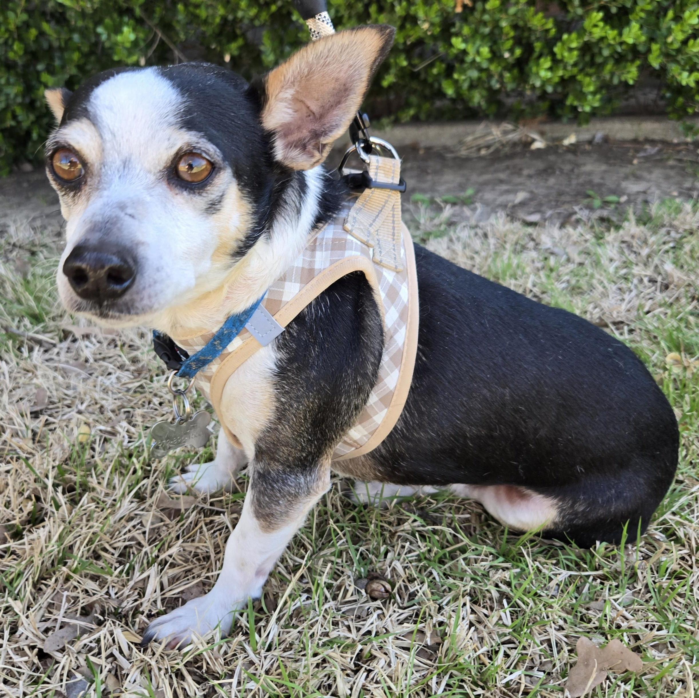 JJ, a Adoptable mixed breed in Grand Prairie, TX image 4/5