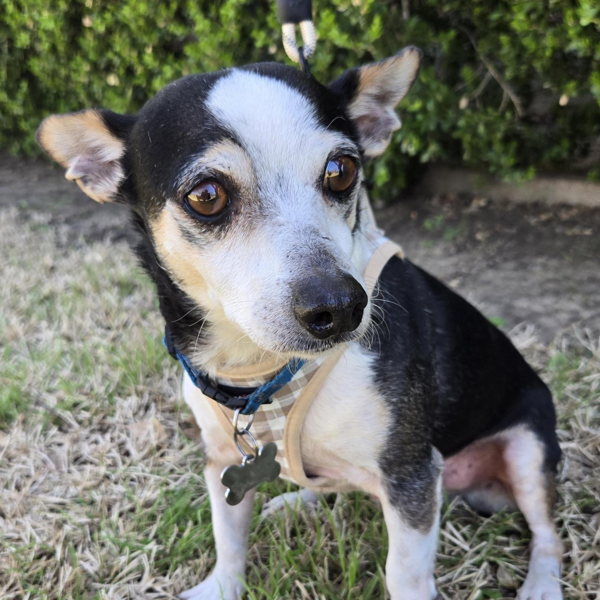 JJ, a Adoptable mixed breed in Grand Prairie, TX image 5/5