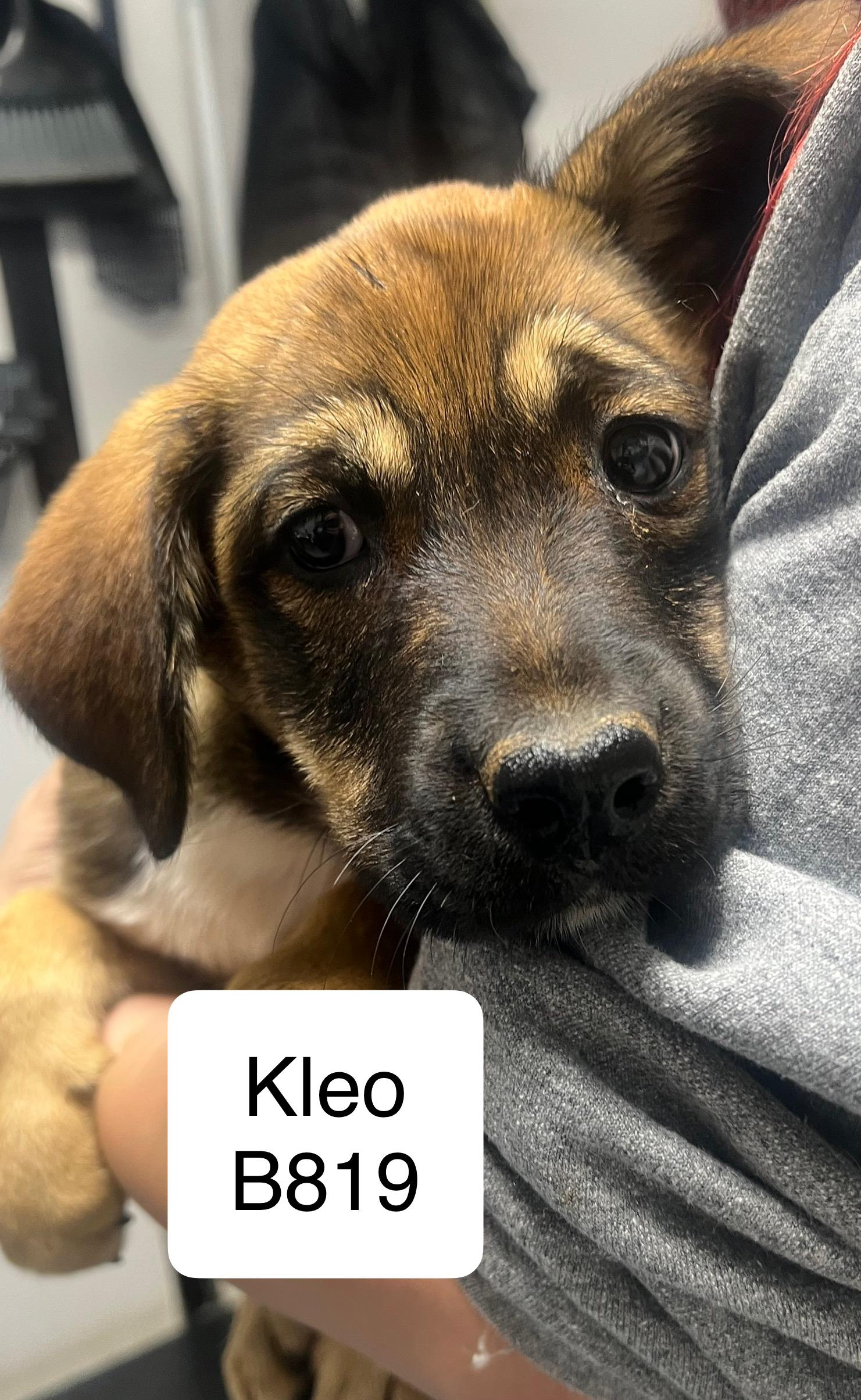 Kelo