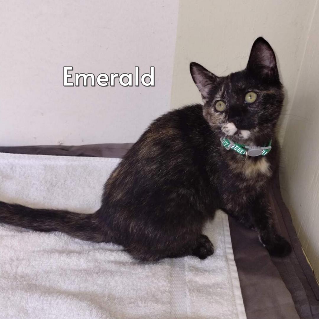 Emerald (Courtesy Posting), adopted, Kitten Female Tortoiseshell & Domestic Short Hair.