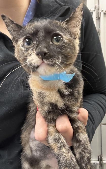 Enlarge Sweet P - I AM AT PetSmart Northborough, a Adoptable mixed breed in East Brookfield, MA image 1/1