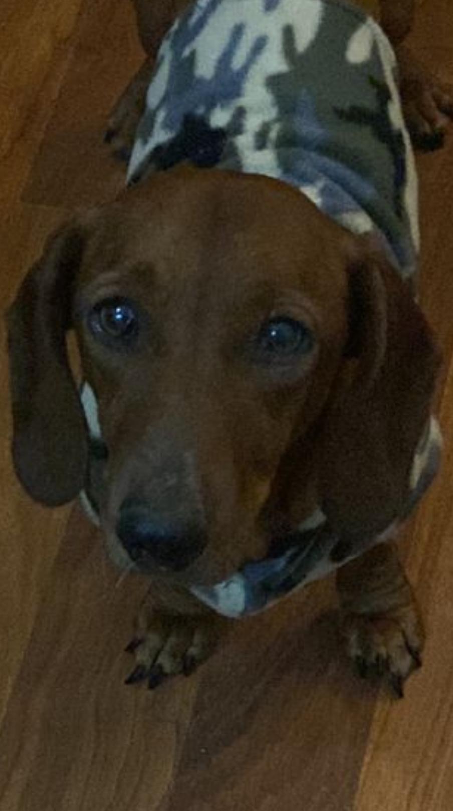 Enlarge Brownie, a ADOPTABLE Dachshund in Toronto, ON image 3/6