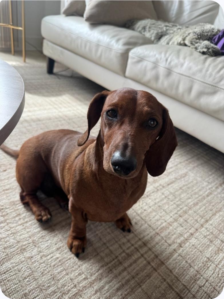Enlarge Brownie, a ADOPTABLE Dachshund in Toronto, ON image 4/6