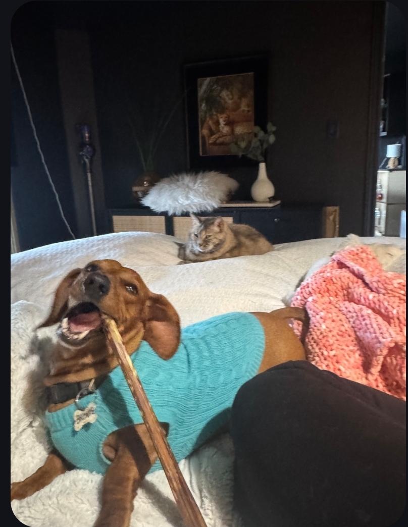 Enlarge Brownie, a ADOPTABLE Dachshund in Toronto, ON image 6/6