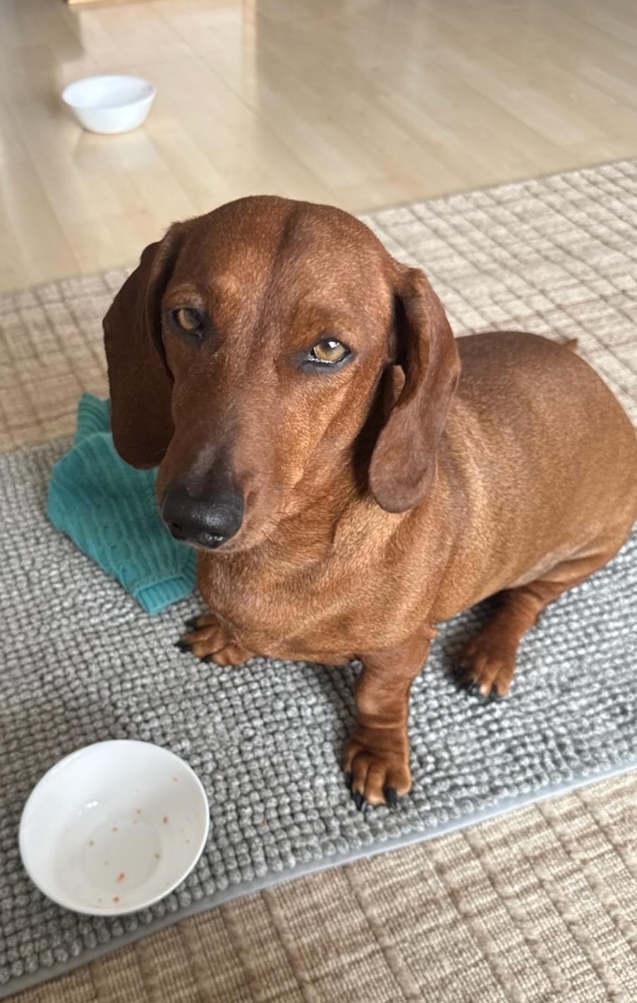 Brownie, ADOPTABLE, Adult Female Dachshund.