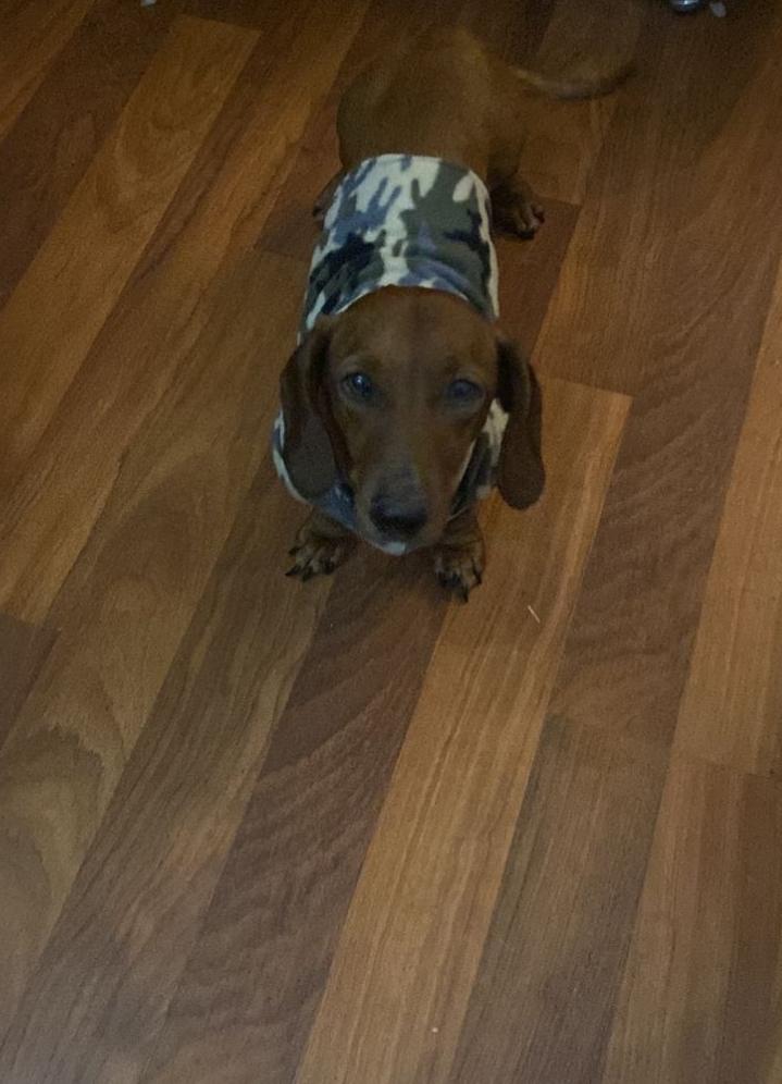 Enlarge Brownie, a ADOPTABLE Dachshund in Toronto, ON image 2/6