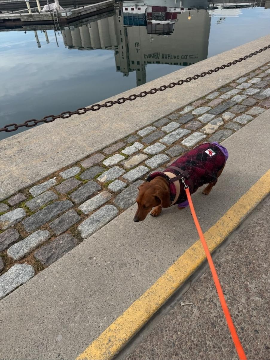 Enlarge Brownie, a ADOPTABLE Dachshund in Toronto, ON image 5/6