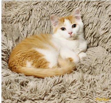 Enlarge Parker, a Adoptable American Shorthair in Ridgway, PA image 1/1