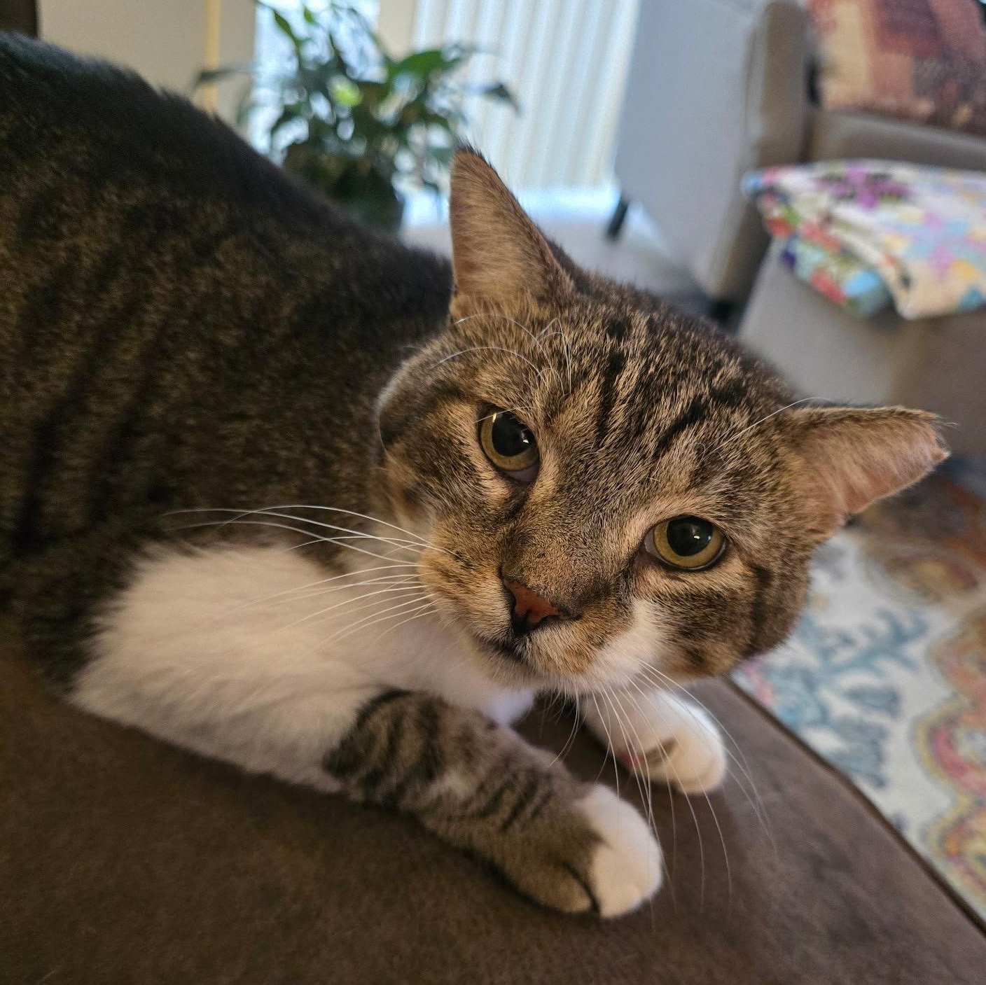 Enlarge Buddy, a Adoptable Tabby in Grand Rapids, MI image 4/6