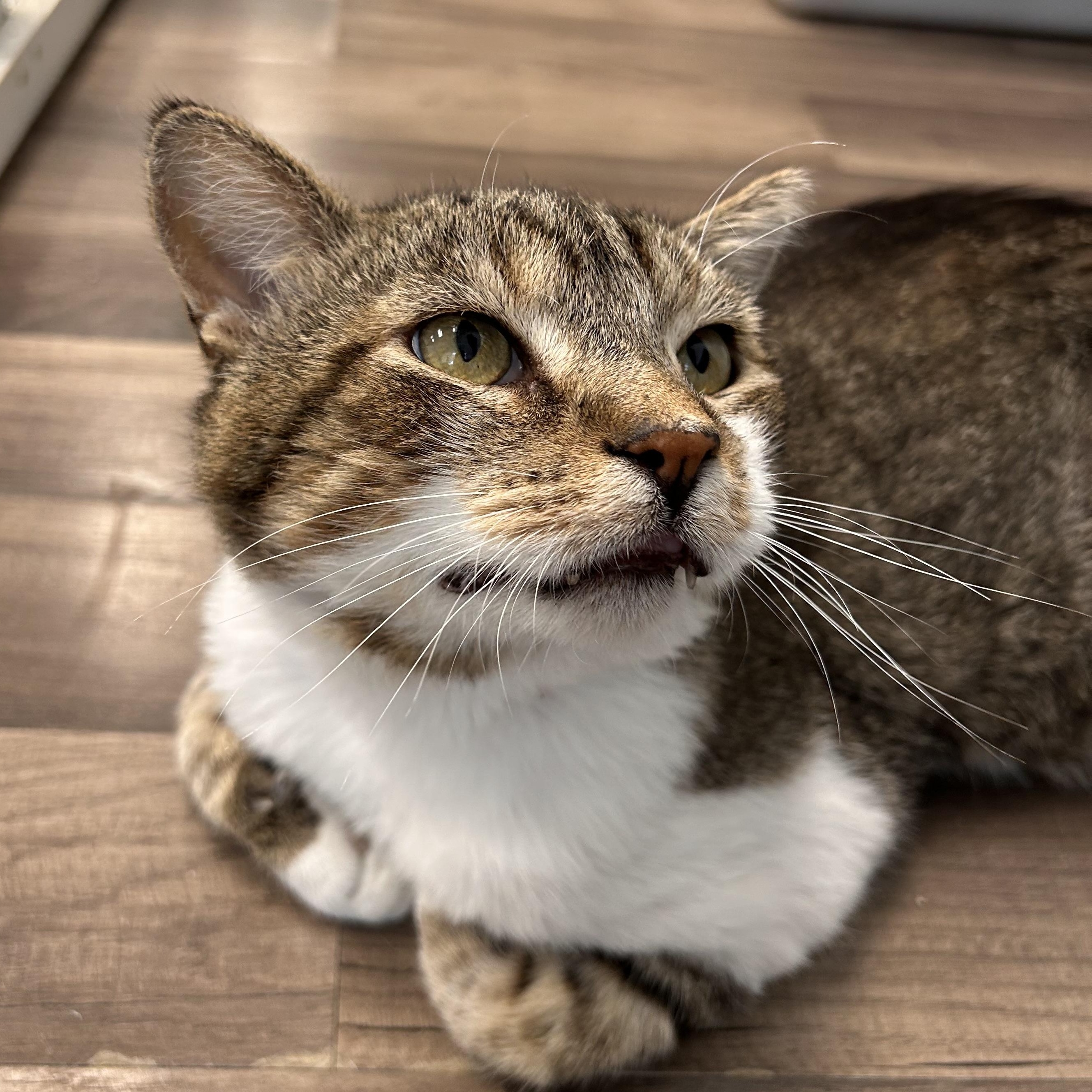 Enlarge Buddy, a Adoptable Tabby in Grand Rapids, MI image 3/6