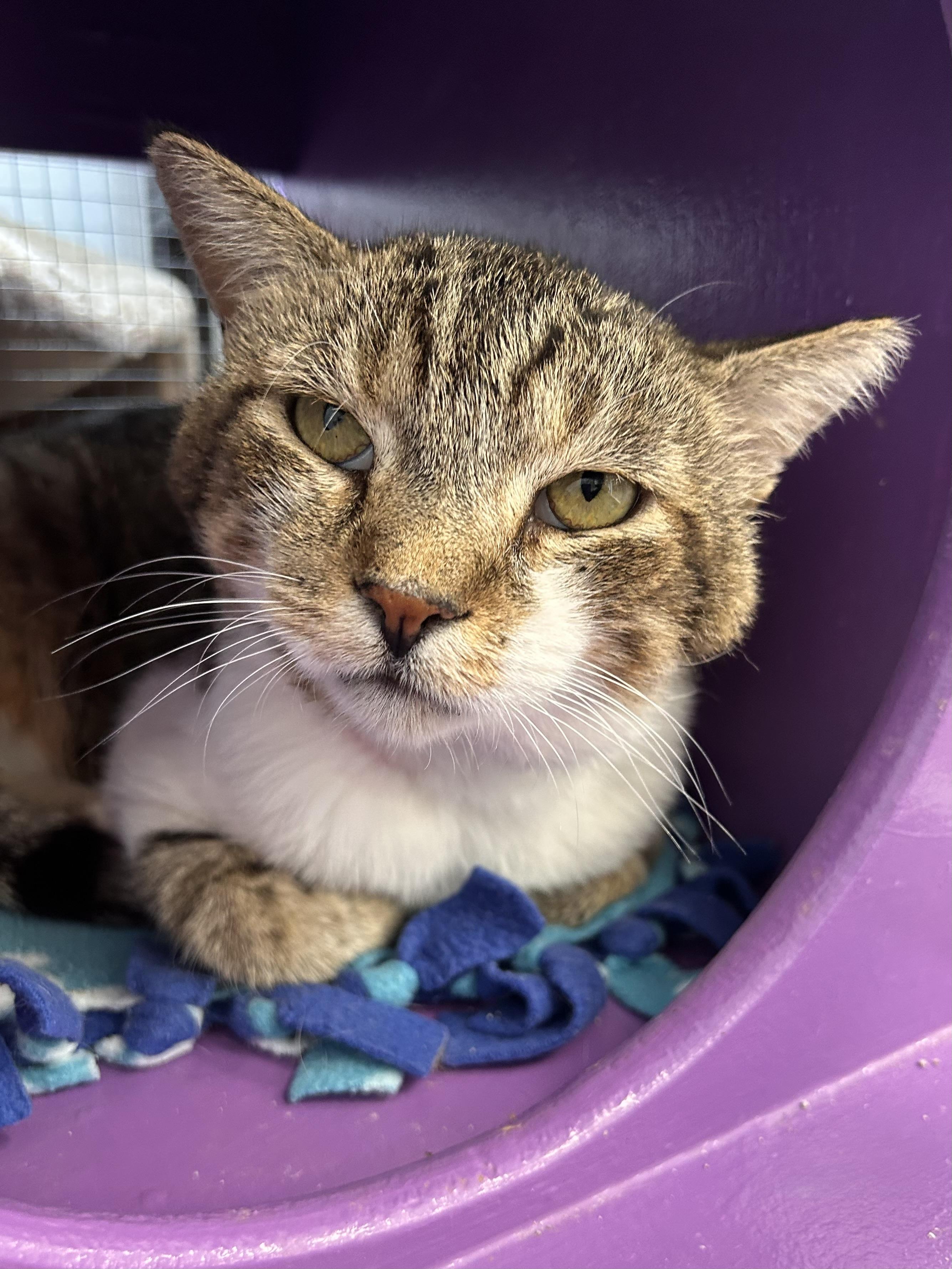 Enlarge Buddy, a Adoptable Tabby in Grand Rapids, MI image 2/6