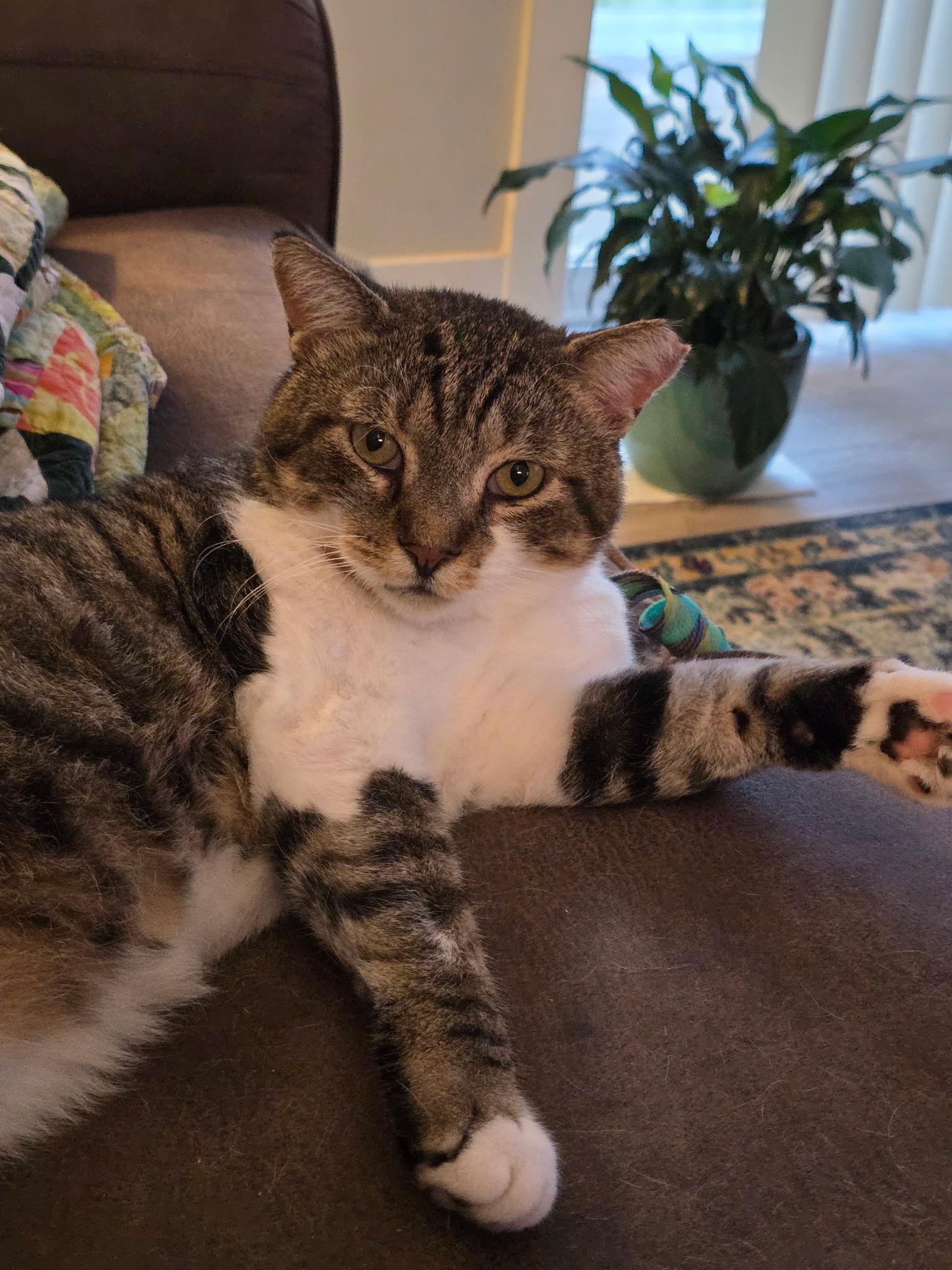 Enlarge Buddy, a Adoptable Tabby in Grand Rapids, MI image 5/6