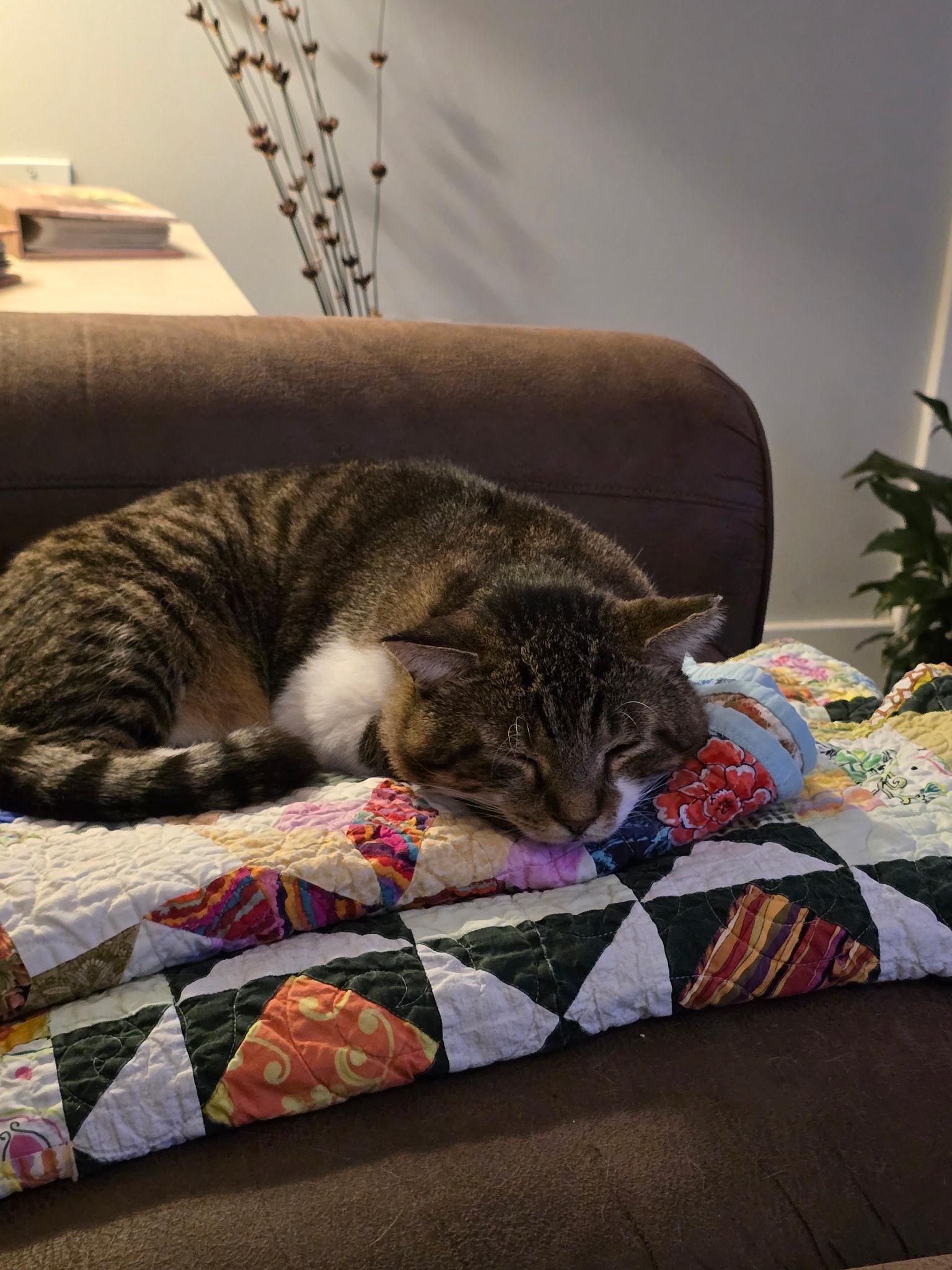 Enlarge Buddy, a Adoptable Tabby in Grand Rapids, MI image 6/6