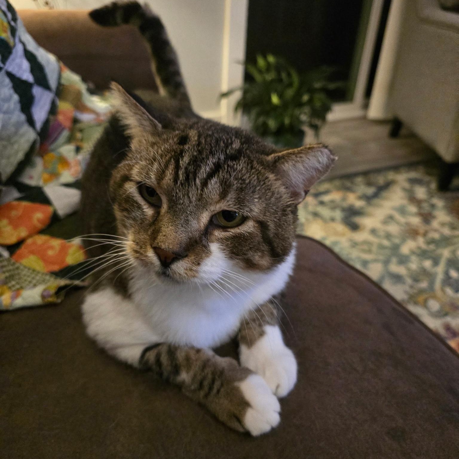 Enlarge Buddy, a Adoptable Tabby in Grand Rapids, MI image 1/6