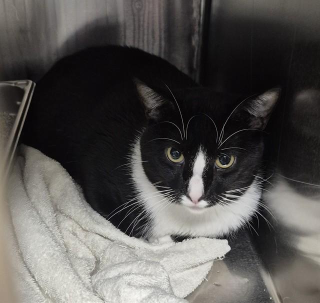 Enlarge BIG JOE, a Adoptable Domestic Short Hair in Decatur, IL image 1/1