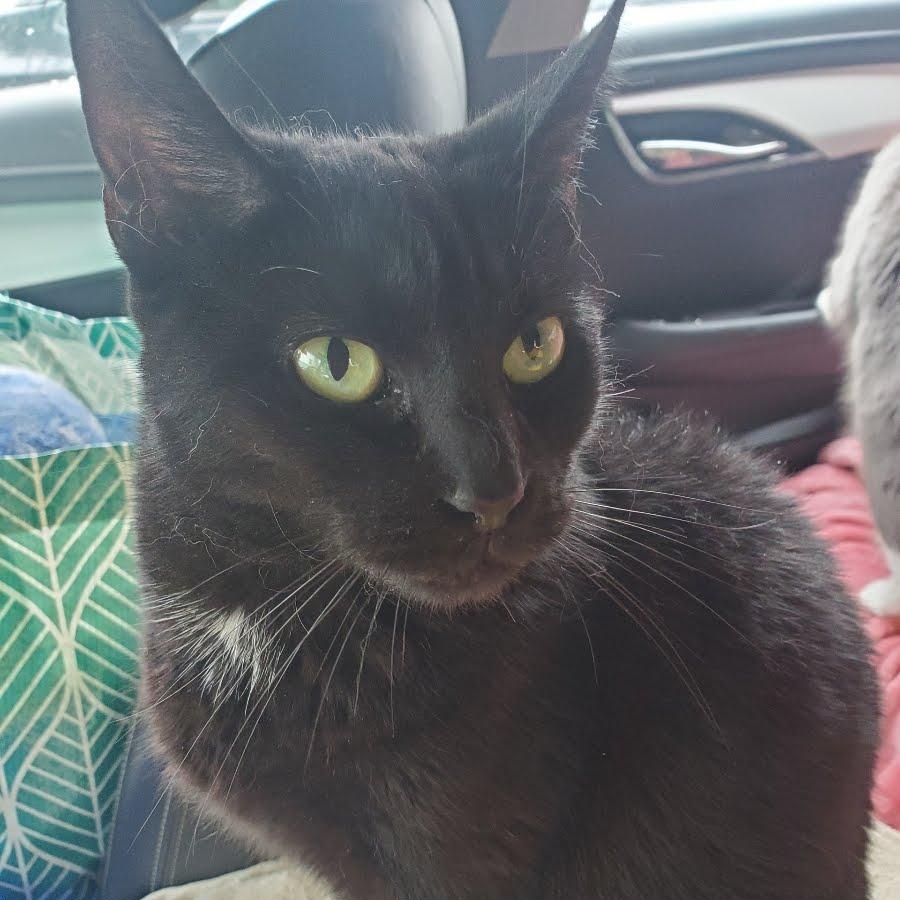 Maria’s Cats -will be Homeless, a Adoptable Domestic Short Hair in Clifton, NJ image 2/4