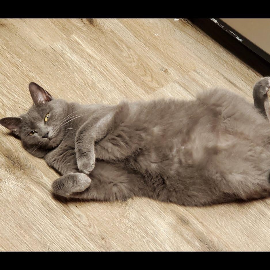 Maria’s Cats -will be Homeless, a Adoptable Domestic Short Hair in Clifton, NJ image 1/4