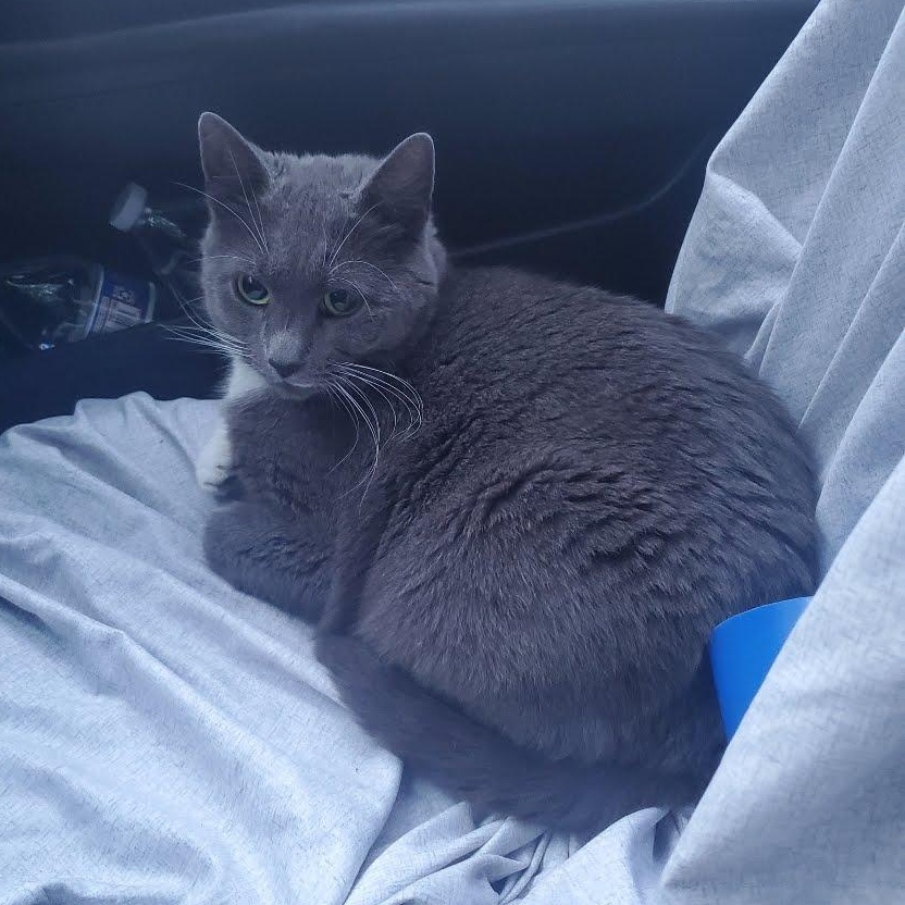 Maria’s Cats -will be Homeless, a Adoptable Domestic Short Hair in Clifton, NJ image 3/4