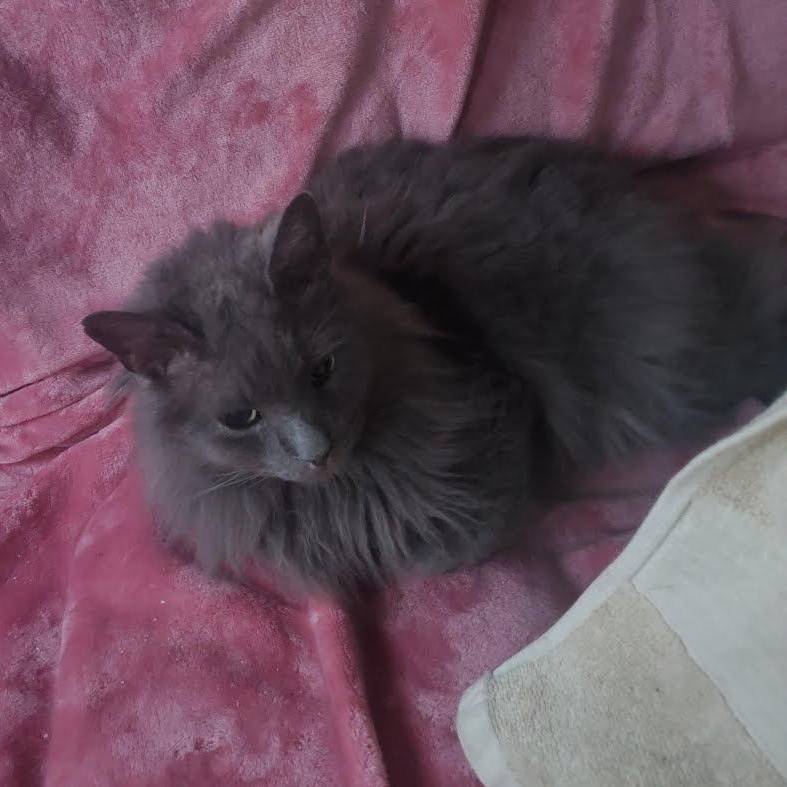 Maria’s Cats -will be Homeless, a Adoptable Domestic Short Hair in Clifton, NJ image 4/4