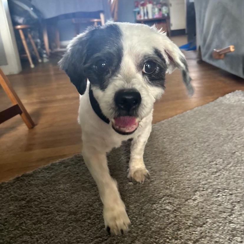 Enlarge Howser, a Adoptable Shih Tzu in Philadelphia, PA image 2/4