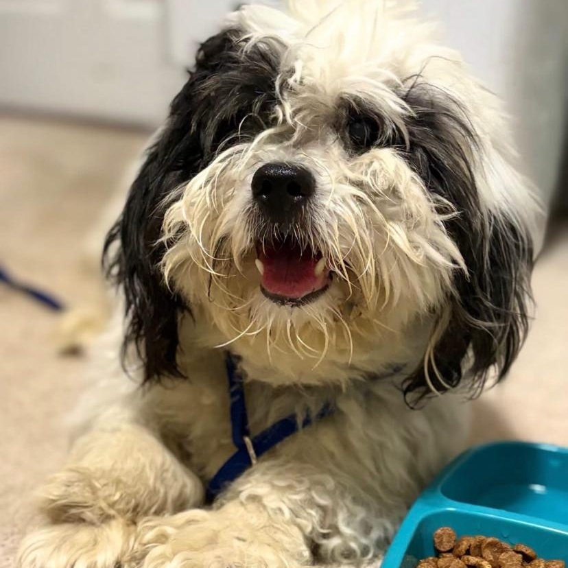 Enlarge Howser, a Adoptable Shih Tzu in Philadelphia, PA image 3/4