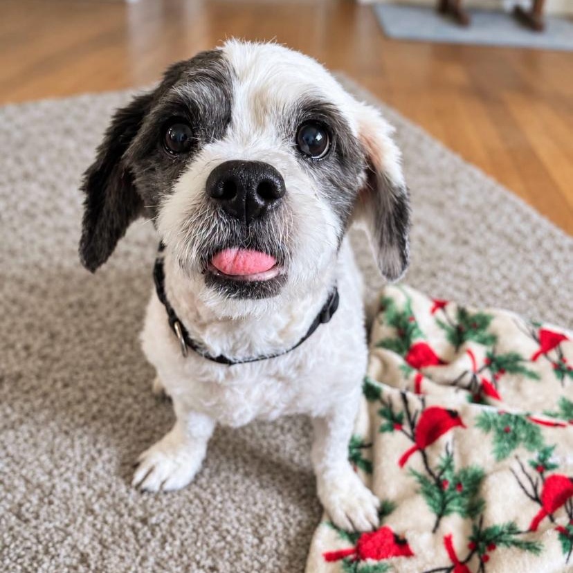 Howser, Adoptable, Senior Male Shih Tzu.