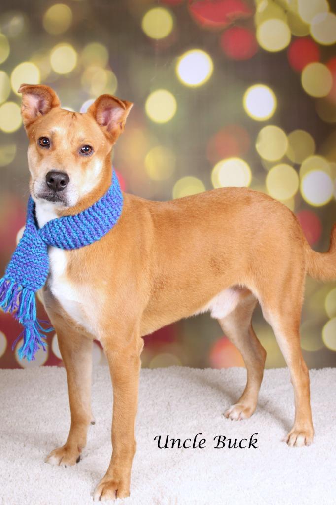 Enlarge Uncle Buck, a Adoptable mixed breed in Gilbert, AZ image 1/4