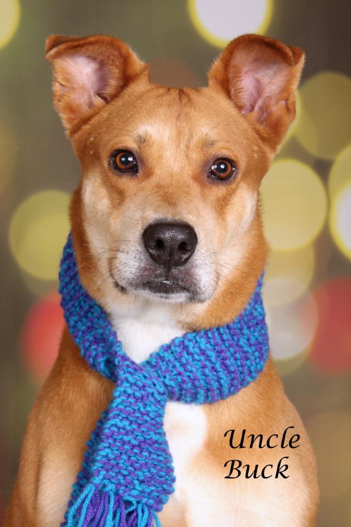Enlarge Uncle Buck, a Adoptable mixed breed in Gilbert, AZ image 2/4