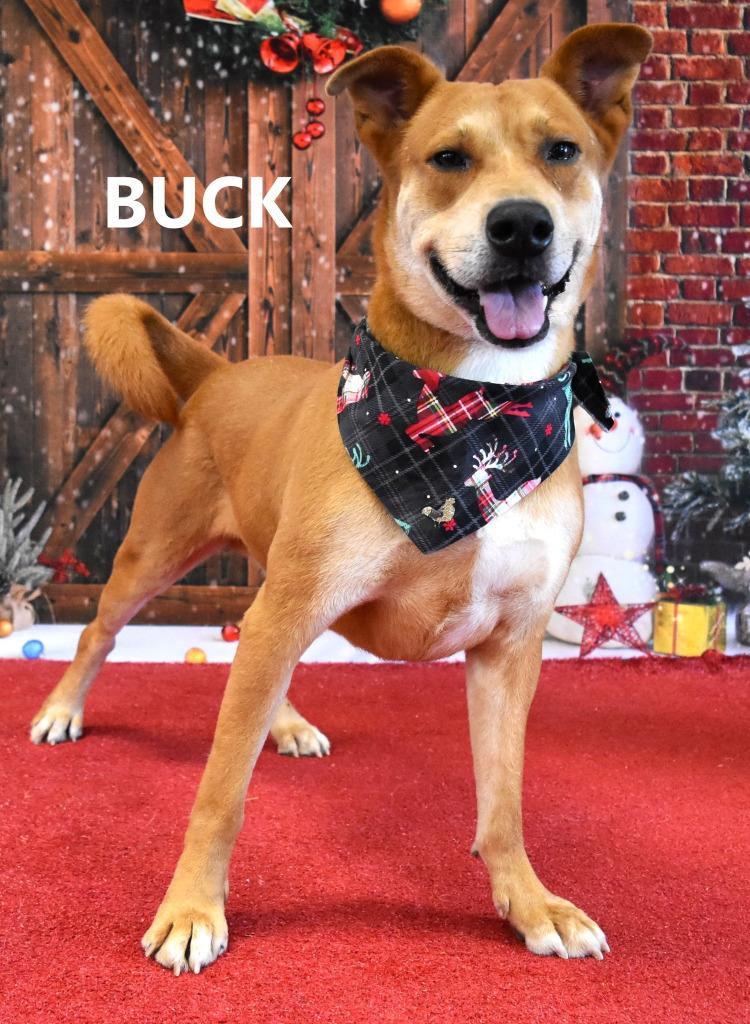 Enlarge Uncle Buck, a Adoptable mixed breed in Gilbert, AZ image 4/4