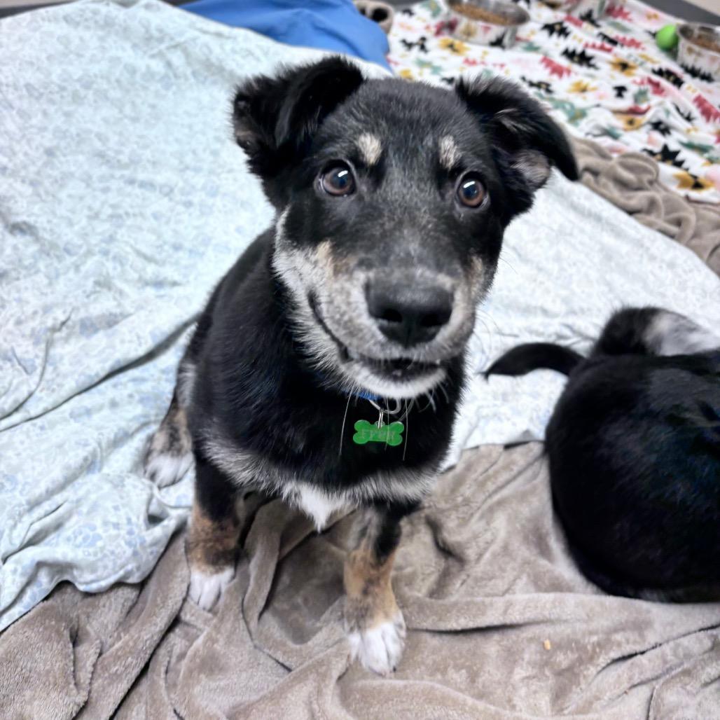 Enlarge Meadow, a Adoptable Mixed Breed in Bismarck, ND image 1/5