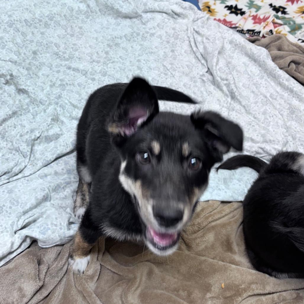 Enlarge Meadow, a Adoptable Mixed Breed in Bismarck, ND image 2/5