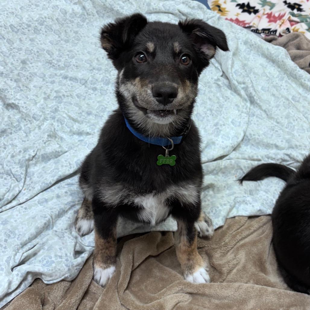 Enlarge Meadow, a Adoptable Mixed Breed in Bismarck, ND image 4/5