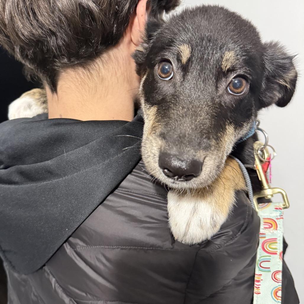 Enlarge Meadow, a Adoptable Mixed Breed in Bismarck, ND image 5/5