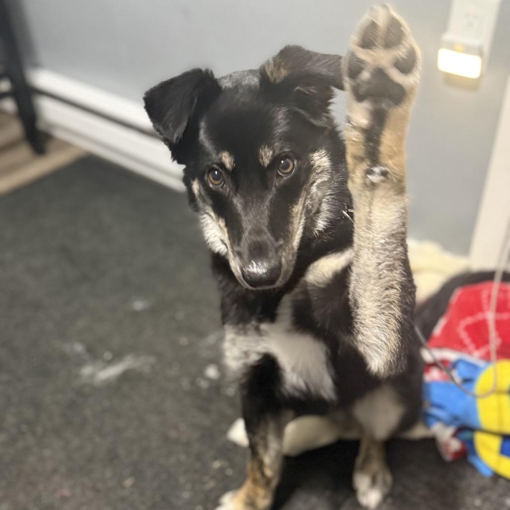 Enlarge Meadow, a Adoptable Mixed Breed in Bismarck, ND image 6/6