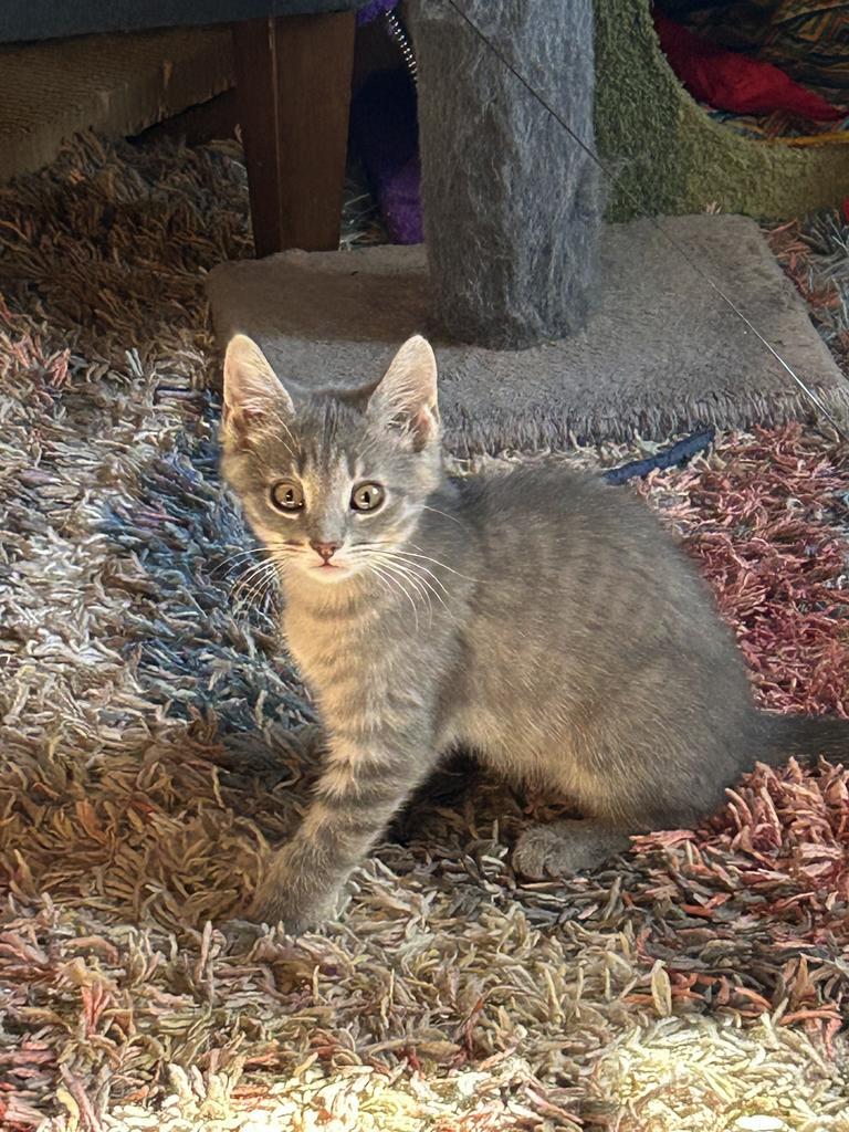 Ingrid, Adoptable, Kitten Female Domestic Short Hair.