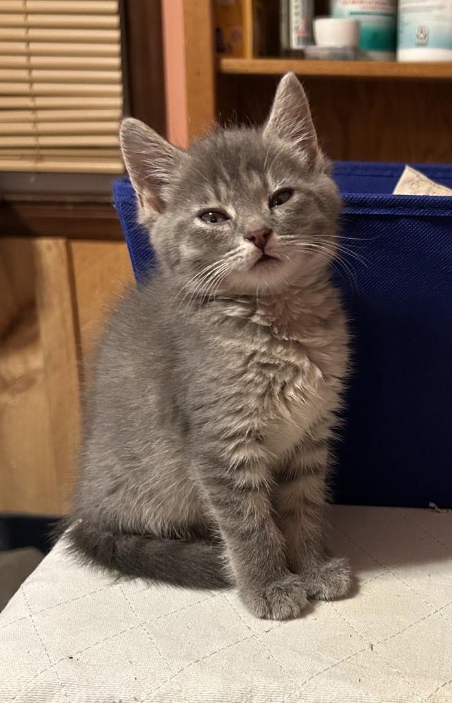 Ingrid, a Adoptable mixed breed in Athens, OH image 2/2