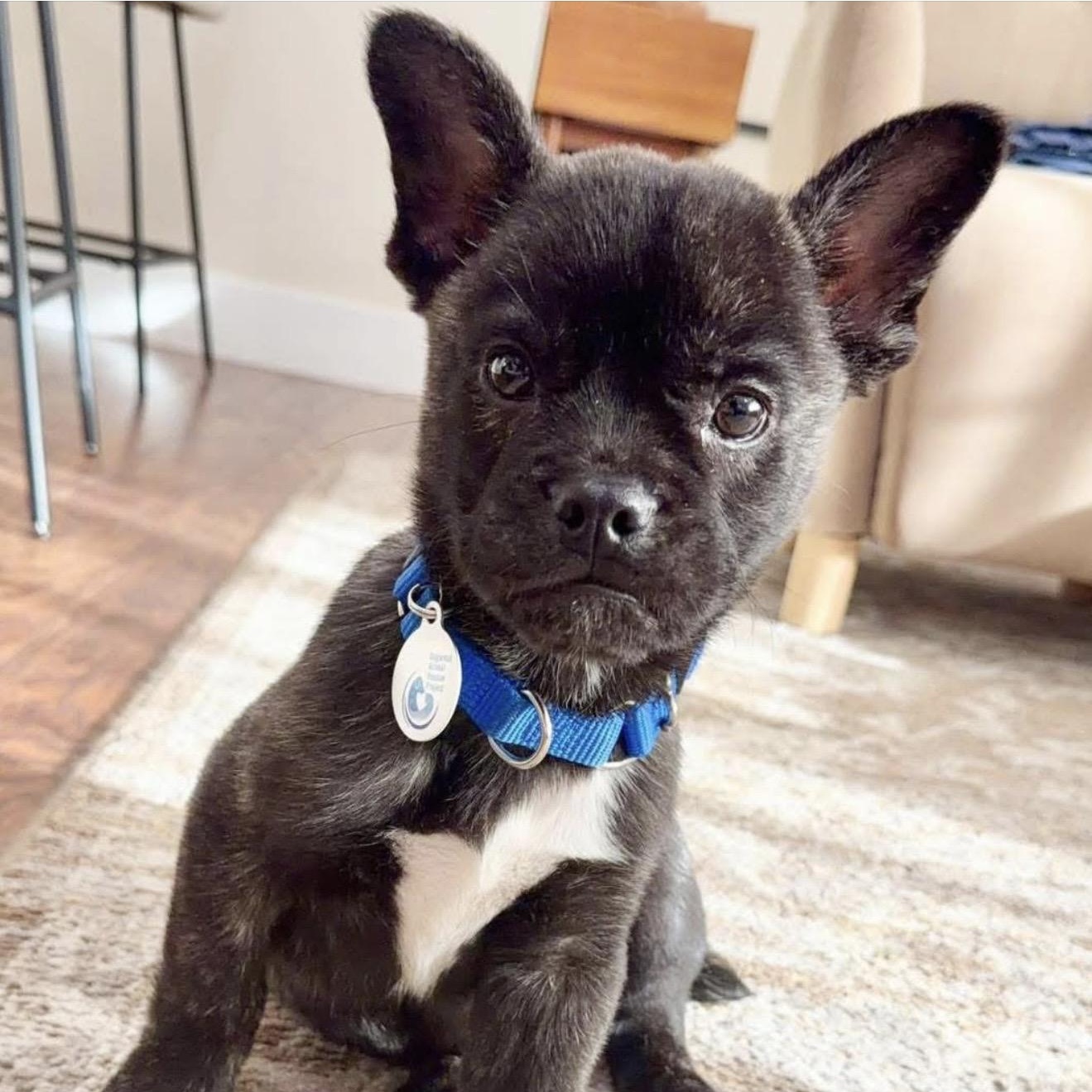 Enlarge Dawson, a ADOPTABLE mixed breed in Santa Rosa, CA image 1/2