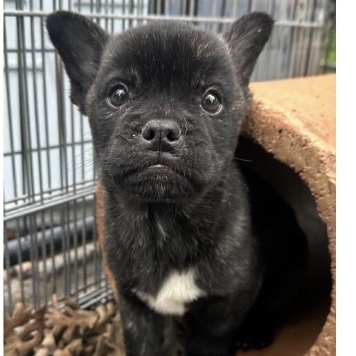 Enlarge Dawson, a ADOPTABLE mixed breed in Santa Rosa, CA image 2/2