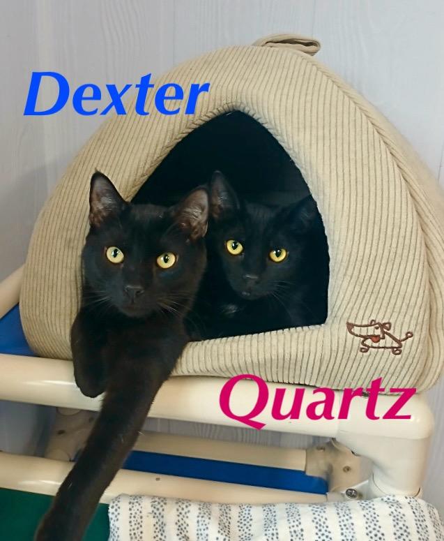 Dexter 2