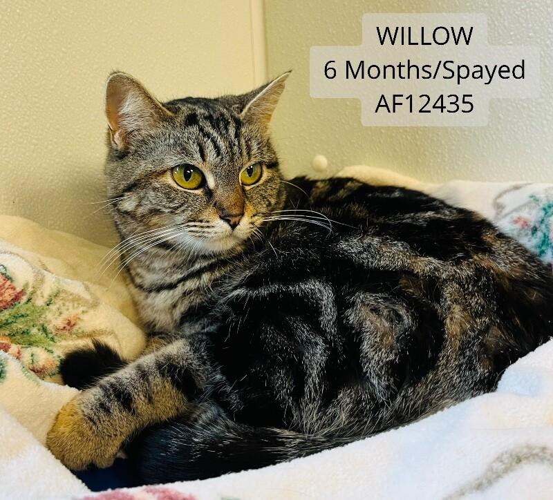 Willow, Adoptable, Young Female Domestic Short Hair.