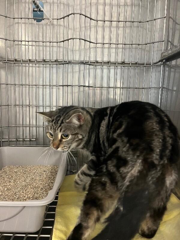 Enlarge Willow, a Adoptable Domestic Short Hair in Supply, NC image 2/2