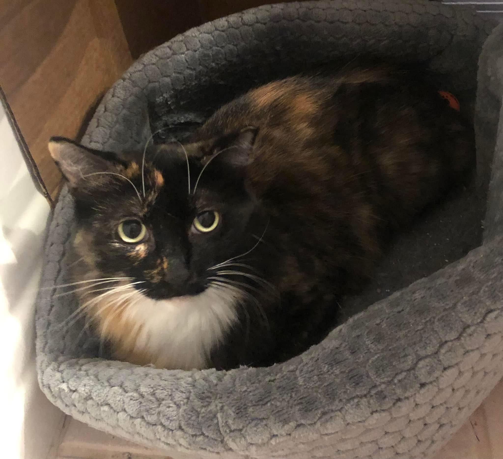 Penelope, a Adoptable Tortoiseshell in Ormond beach, FL image 1/2
