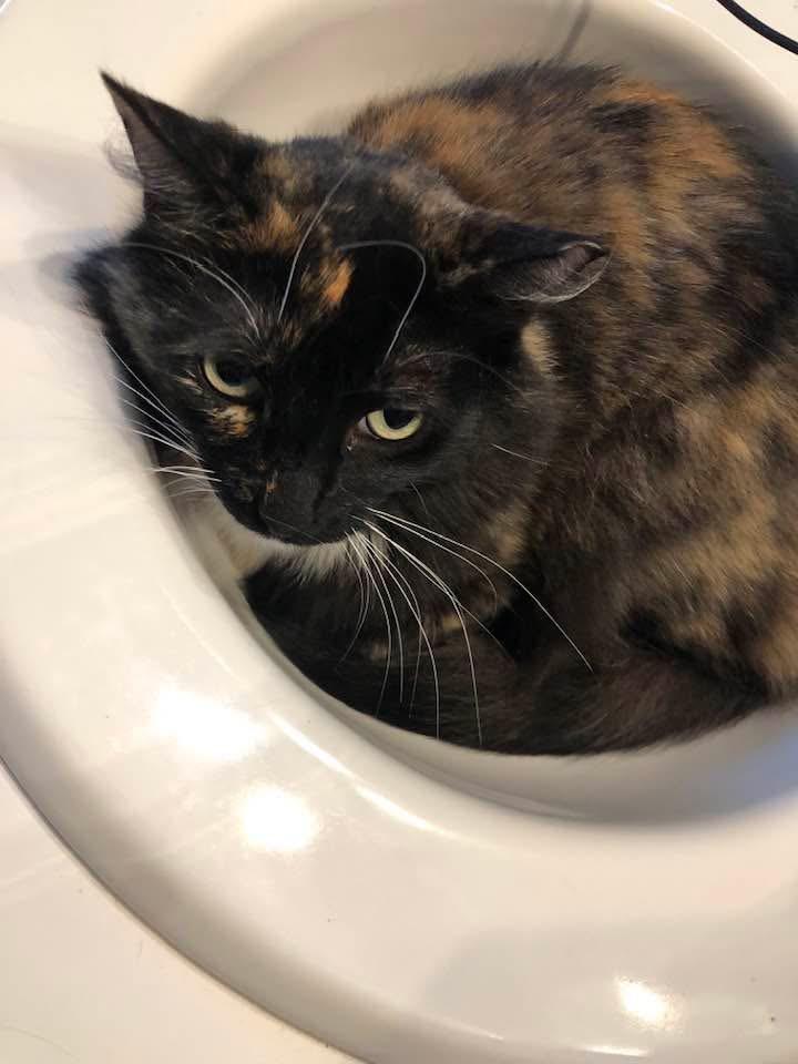 Penelope, a Adoptable Tortoiseshell in Ormond beach, FL image 2/2