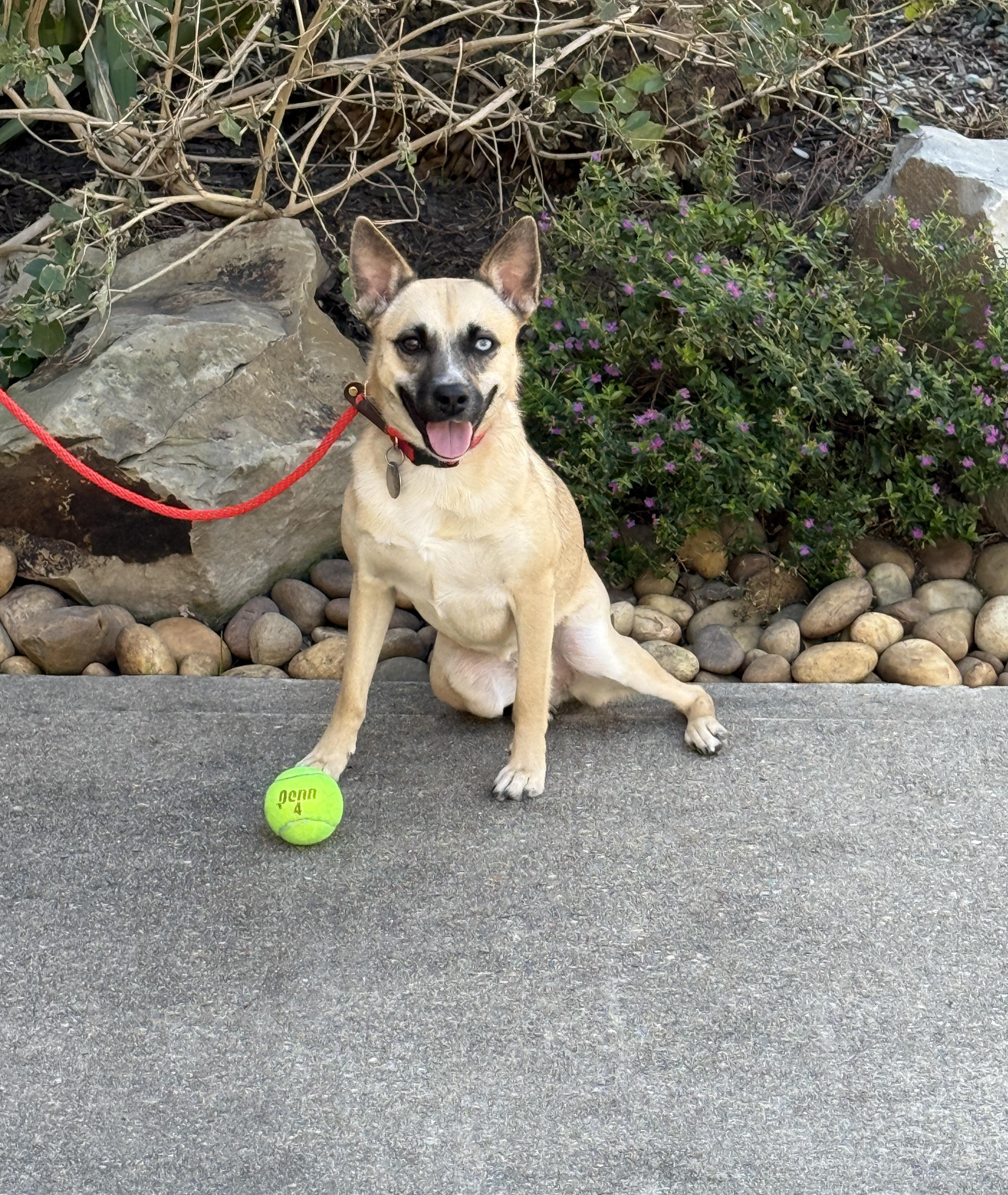 Maia, a Adoptable mixed breed in Houston, TX image 5/6