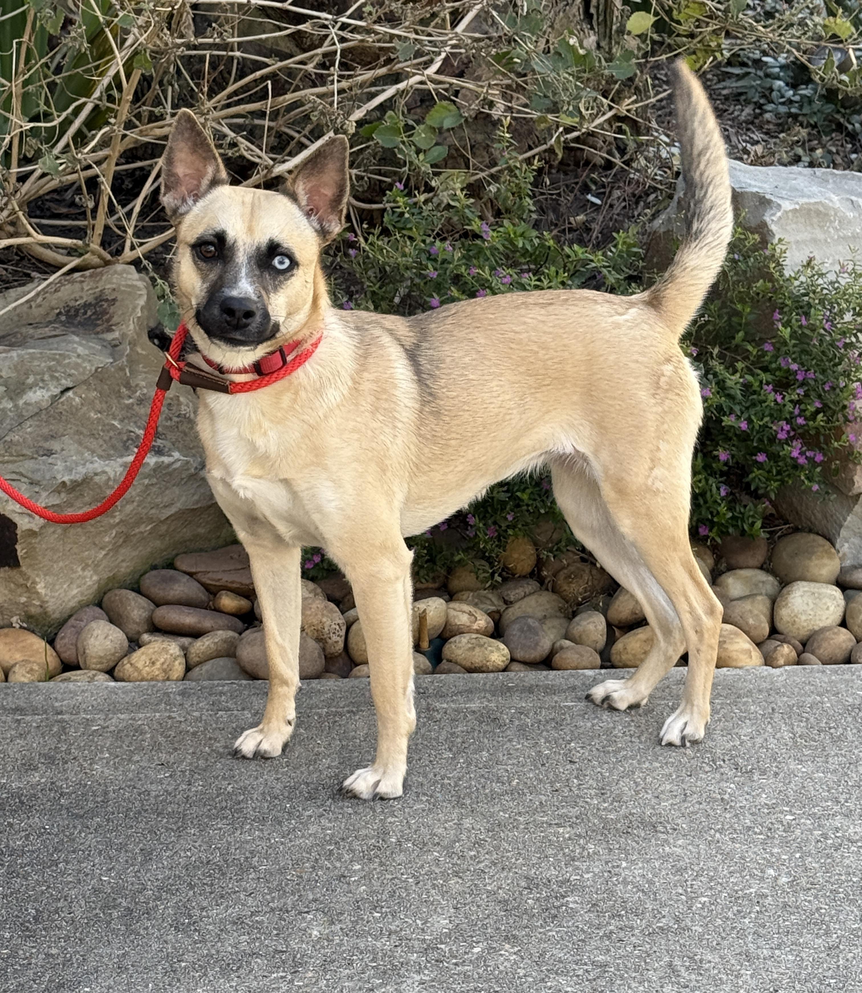 Maia, a Adoptable mixed breed in Houston, TX image 1/6