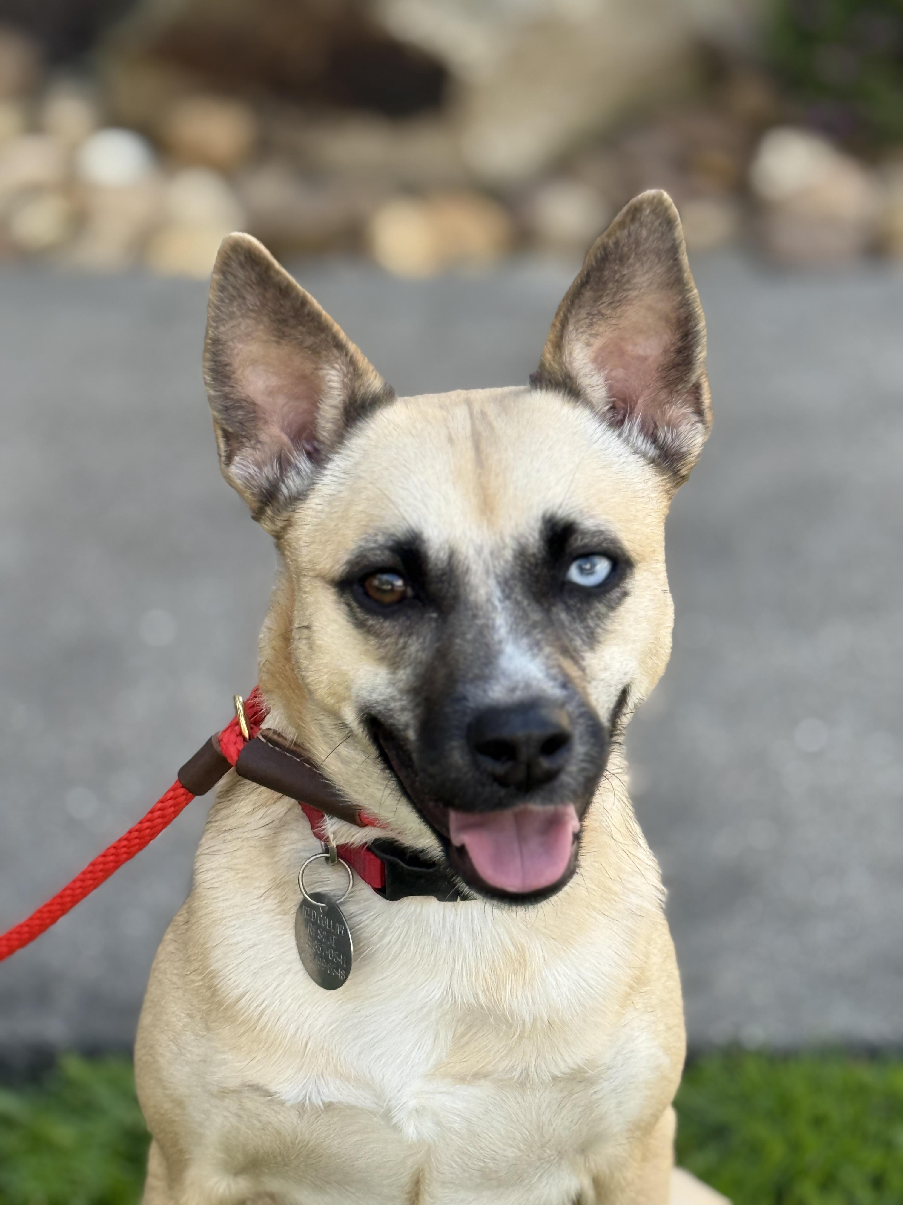 Maia, a Adoptable mixed breed in Houston, TX image 3/6